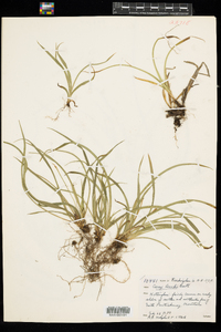 Carex backii image