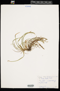 Carex backii image