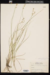 Carex echinata ssp. echinata image