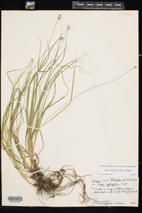 Carex cephalophora image