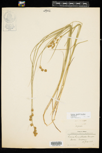 Carex hormathodes image