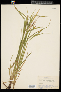 Carex intumescens image