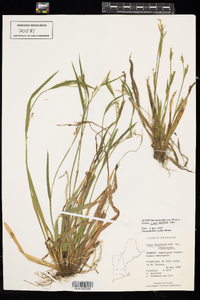 Carex laxiflora image