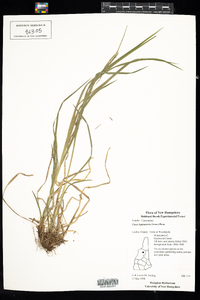 Carex leptonervia image