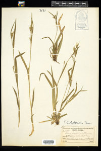 Carex leptonervia image