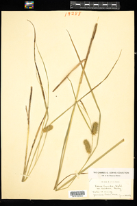 Carex lurida image