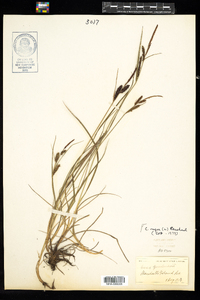 Carex nigra image