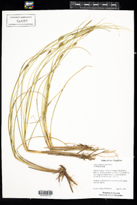 Carex oligosperma image