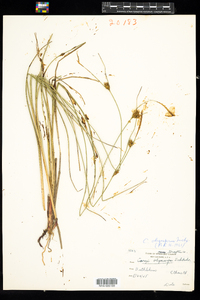 Carex oligosperma image