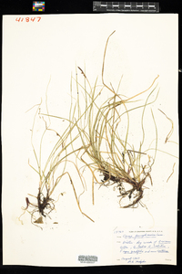 Carex pensylvanica image