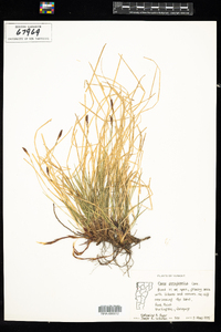 Carex pensylvanica image