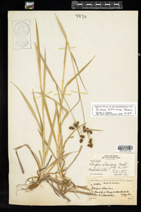 Scirpus hattorianus image