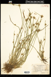 Schoenoplectus smithii var. smithii image