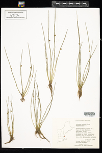 Schoenoplectus smithii var. smithii image