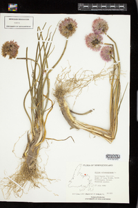 Allium schoenoprasum image