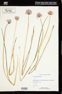 Allium schoenoprasum image