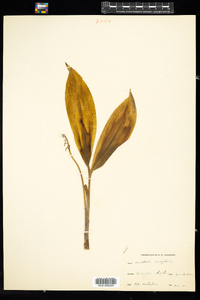 Convallaria majalis image