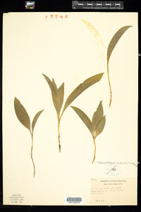 Maianthemum trifolium image