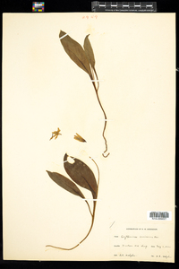 Erythronium americanum image