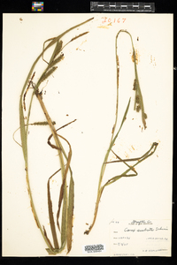 Carex scabrata image