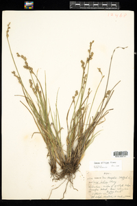 Carex silicea image