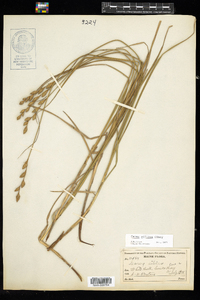 Carex silicea image