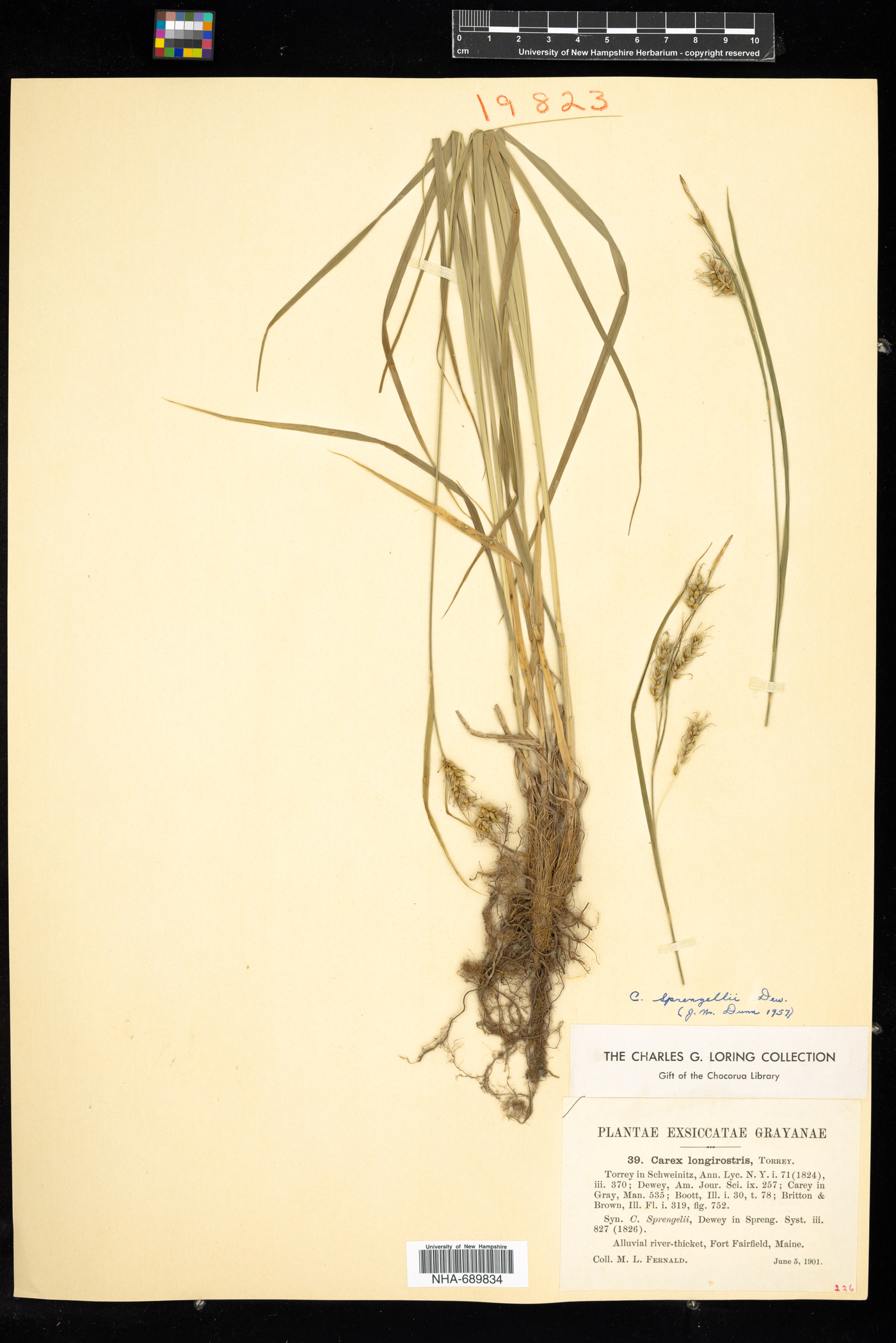 Carex sprengelii image