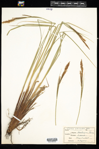 Carex stricta image