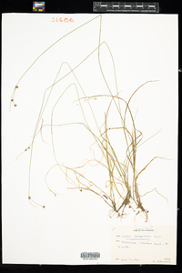 Carex trisperma image