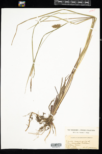 Carex vesicaria image