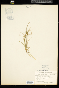 Carex viridula image