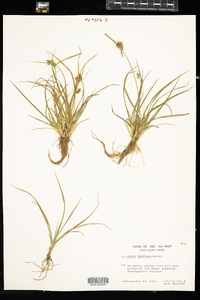 Carex viridula image