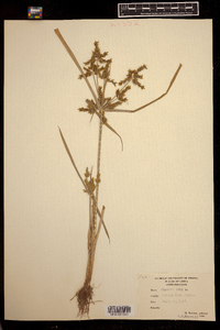 Cyperus iria image