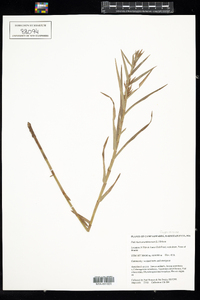 Dulichium arundinaceum image