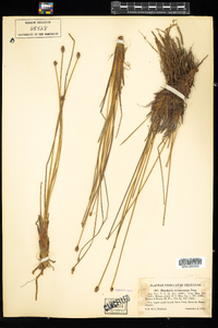 Eleocharis melanocarpa image