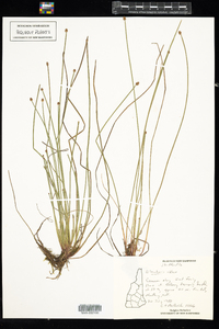 Eleocharis obtusa image