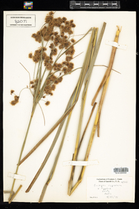 Scirpus cyperinus image