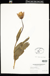 Image of Tulipa gesneriana