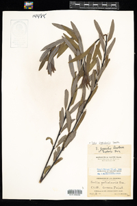 Salix petiolaris image