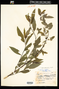 Salix petiolaris image