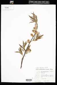 Salix petiolaris image