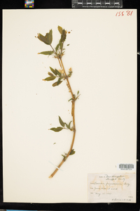 Lonicera fragrantissima image