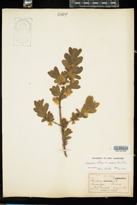 Lonicera villosa image