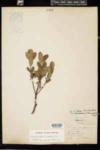 Lonicera villosa image