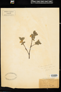 Lonicera villosa image