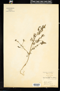 Atriplex prostrata image