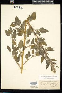 Chenopodium album image