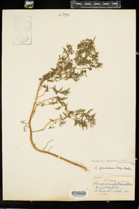 Dysphania graveolens image