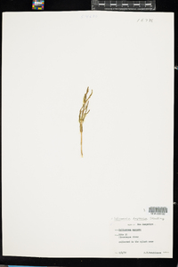 Salicornia depressa image