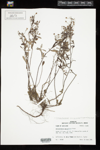Image of Helianthemum georgianum